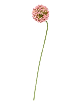 Allium Haus