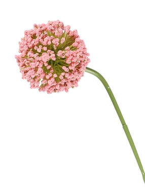 Allium Haus