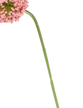 Allium Haus