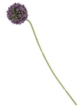Allium Haus