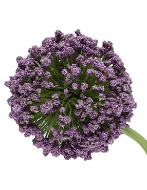 Allium Haus