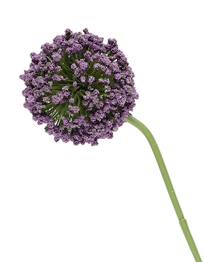 Allium Haus