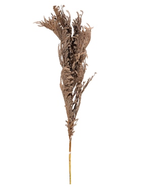 Pampa decorativa Haus