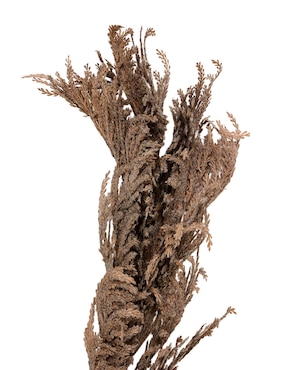 Pampa decorativa Haus