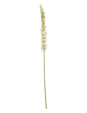 Eremurus Haus