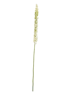 Eremurus Haus