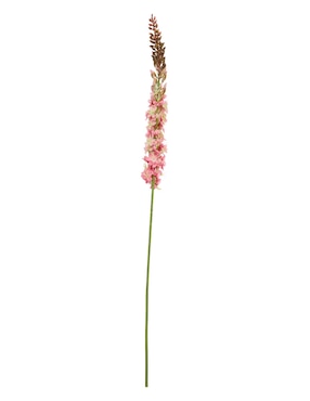Eremurus Haus