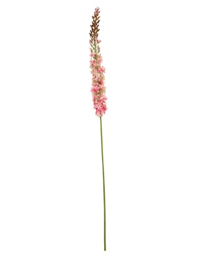 Eremurus Haus