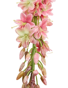 Eremurus Haus