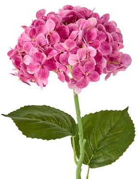 Hortensia Haus