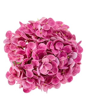 Hortensia Haus