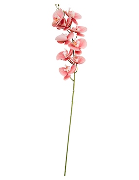 Orquídea Haus