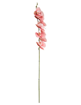 Orquídea Haus