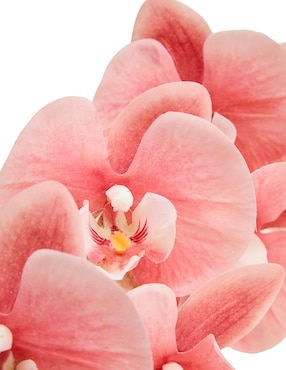 Orquídea Haus