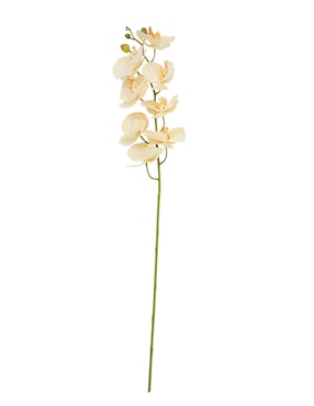 Orquídea Haus