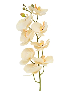 Orquídea Haus
