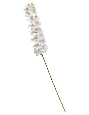 Orquídea Haus