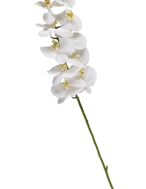 Orquídea Haus