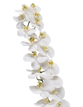 Orquídea Haus