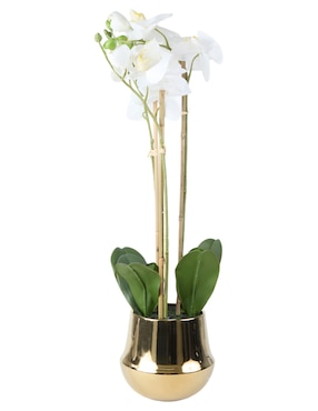 Preelaborado de orquídea Haus