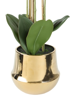 Preelaborado de orquídea Haus