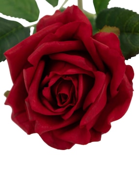 Rosa Haus