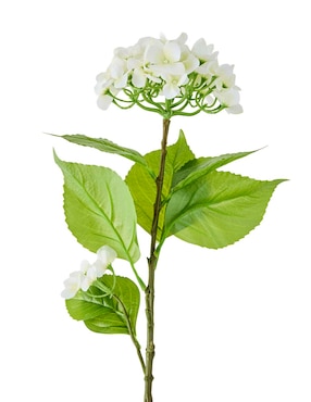 Hortensia Haus