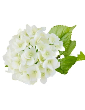 Hortensia Haus