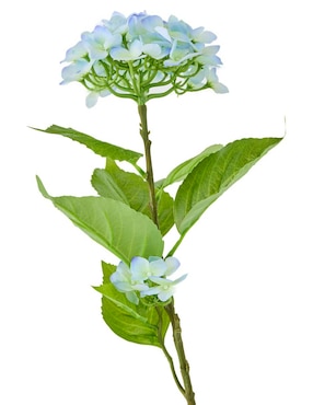 Hortensia Haus
