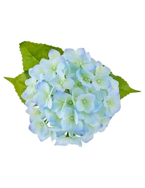 Hortensia Haus