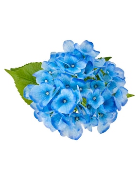 Ramo de hortensia Haus
