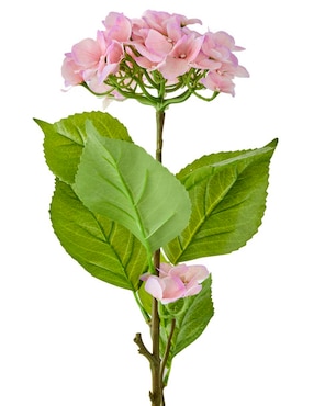 Hortensia Haus