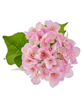 Hortensia Haus