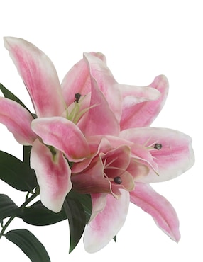 Lily Haus
