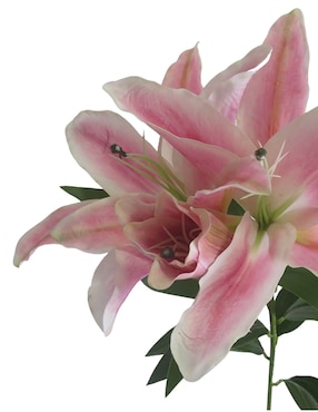 Lily Haus