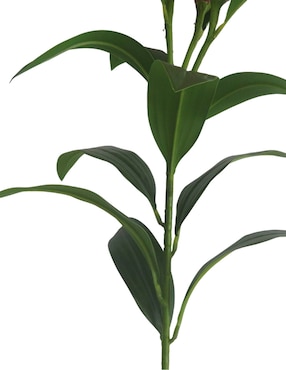 Lily Haus