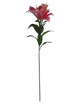 Lily Haus
