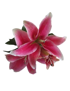 Lily Haus