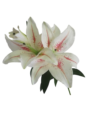 Lily Haus