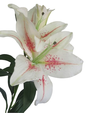 Lily Haus