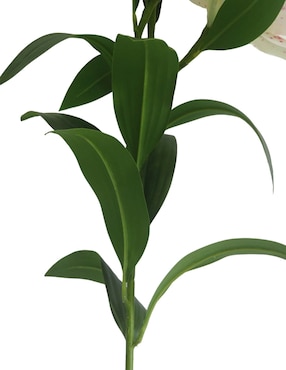 Lily Haus