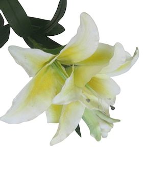 Lily Haus
