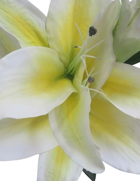 Lily Haus
