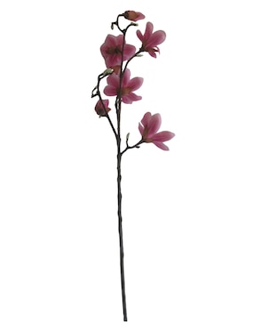 Magnolia decorativa Haus