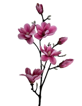 Magnolia decorativa Haus