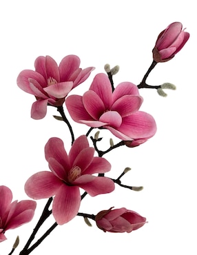 Magnolia decorativa Haus