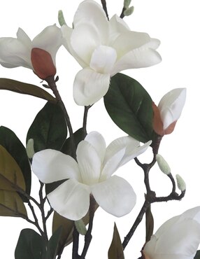 Magnolia decorativa Haus