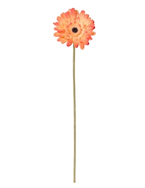 Flor de gerbera Haus