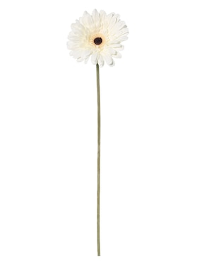 Flor de gerbera Haus