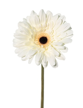Flor de gerbera Haus